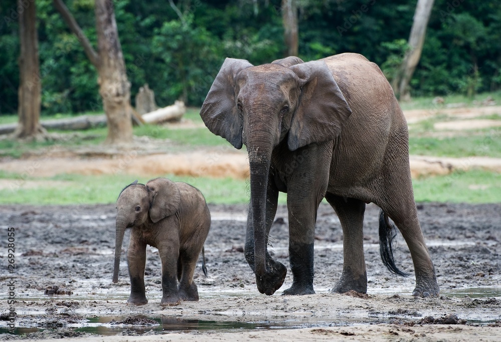 Fototapeta premium The kid the elephant calf with mum.