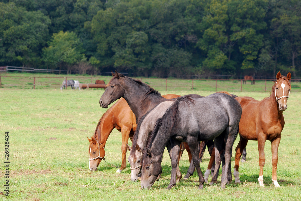 herd of horses