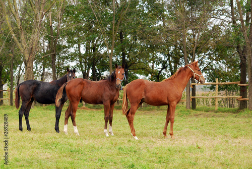 three young horses