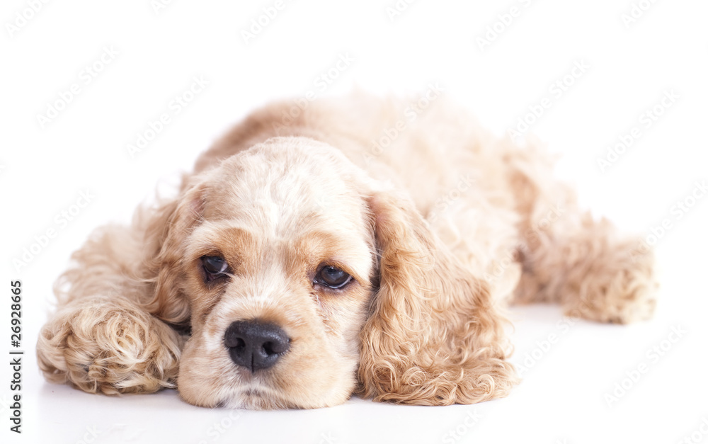 Puppy American Cocker Spaniel Breed Puppy American Cocker Spaniel Breed