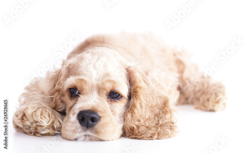 фотографія Puppy American Cocker Spaniel Breed