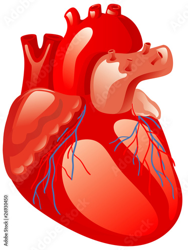 Human heart