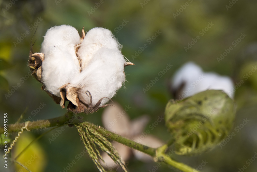 Fleur de coton