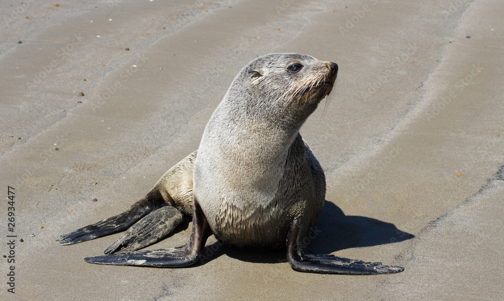 Fototapeta premium sea lion