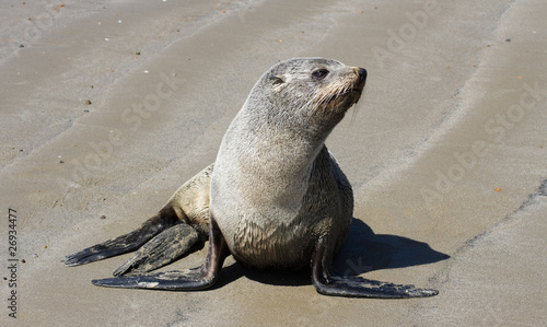 sea lion