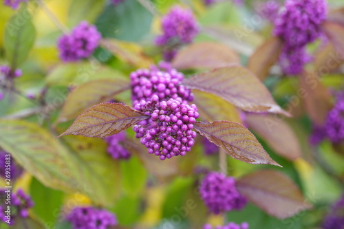 Chinesische Schönfrucht, Callicarpa giraldii photo