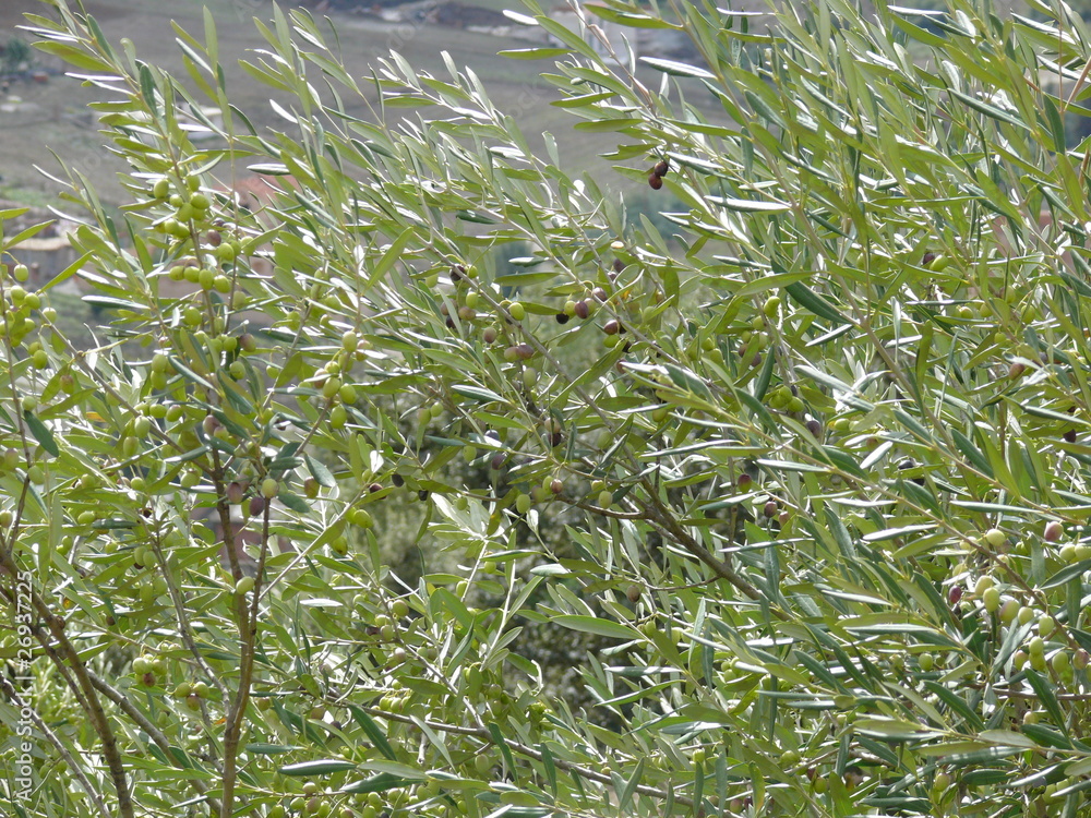 Obraz premium olive