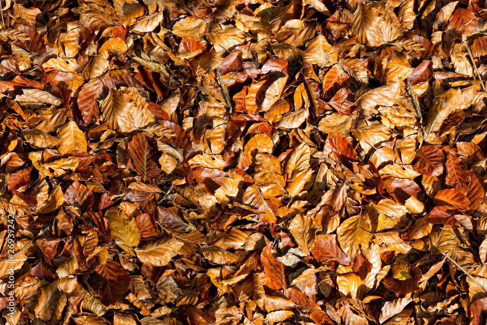 Herbst Blätter Textur