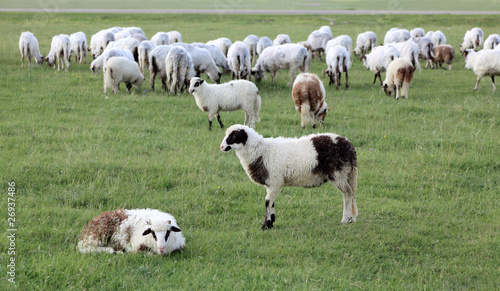 Herd of sheep at green meadow