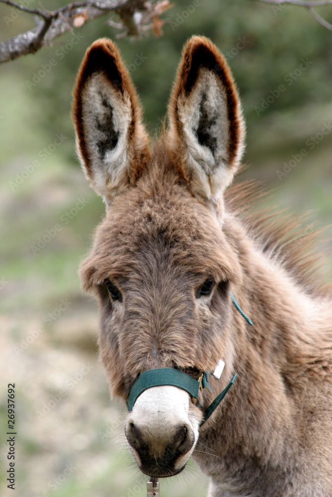 Donkey observing
