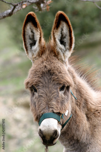 Fotografi Donkey observing