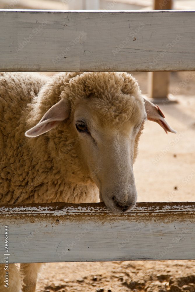A single sheep peers through a fence A single sheep peers through a fence