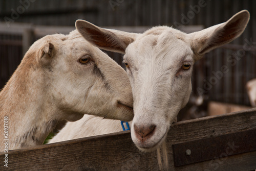 Two goats nuzzling over a fence