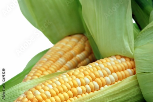 Corn in husks isolated on white