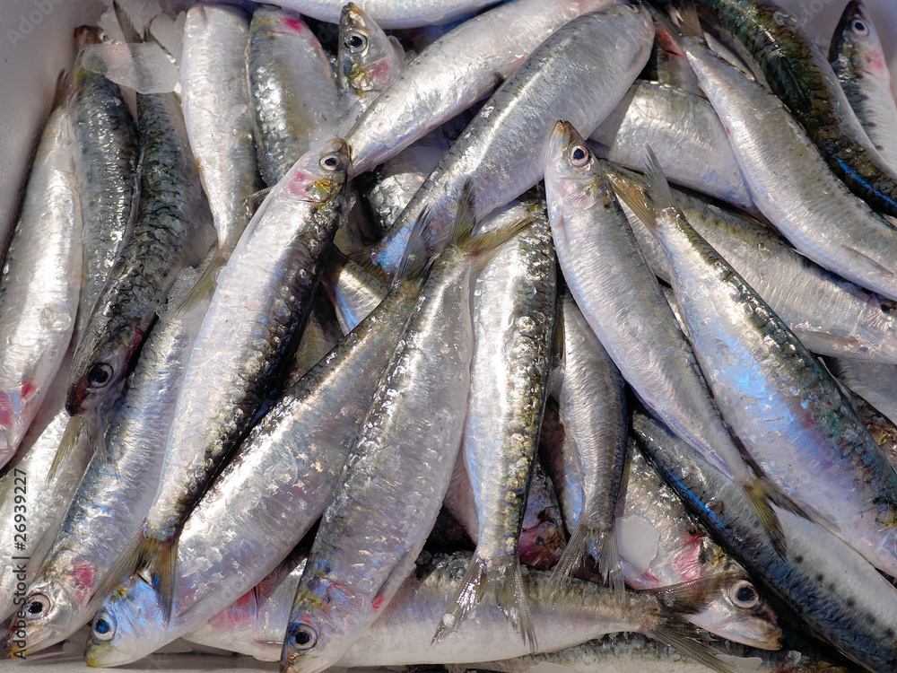 Sardinen Sardinen