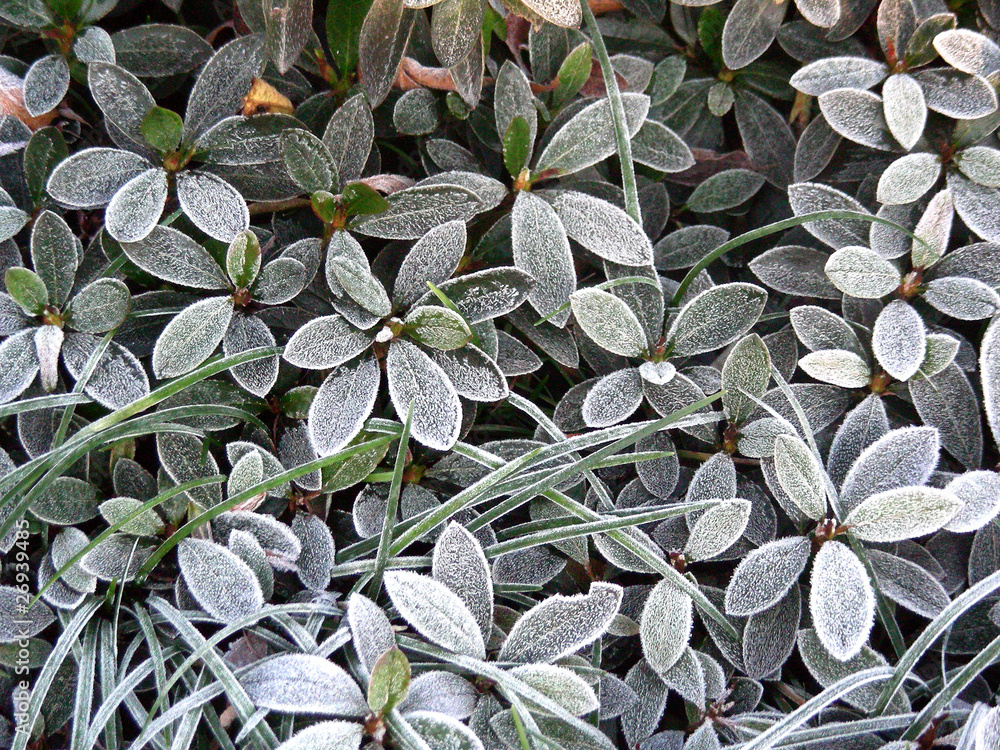 Frozen leaves Frozen leaves