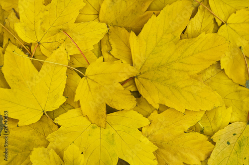 yellow leaves background
