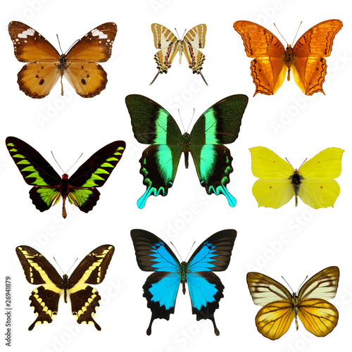 exotic butterflies collection