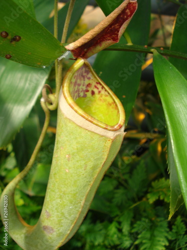 Kannenpflanze/ Nepenthes photo