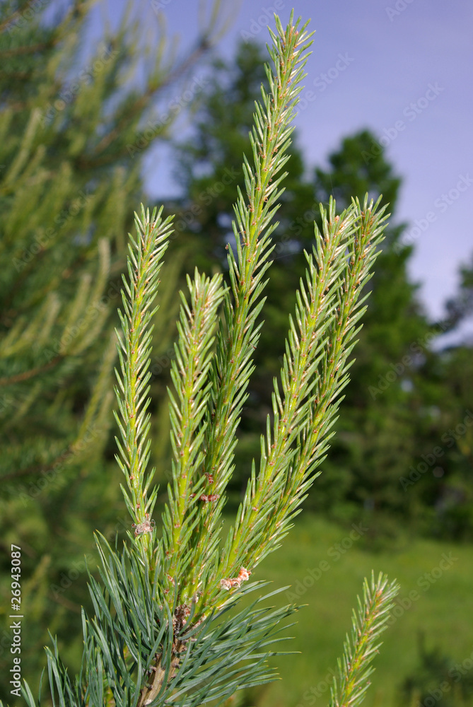 Pine trees Pine trees