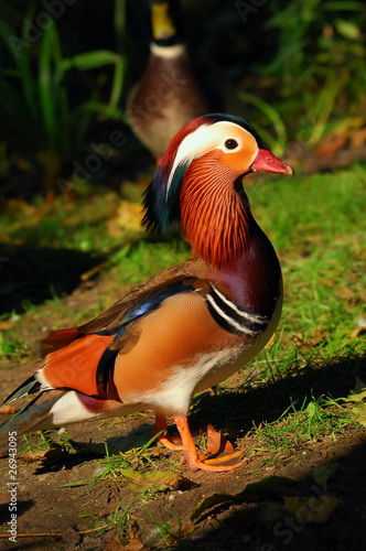 Mandarine duck