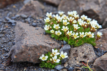 Papier peint photo Arctique Fleurs sauvages de la toundra arctique  © Vladimir Melnik