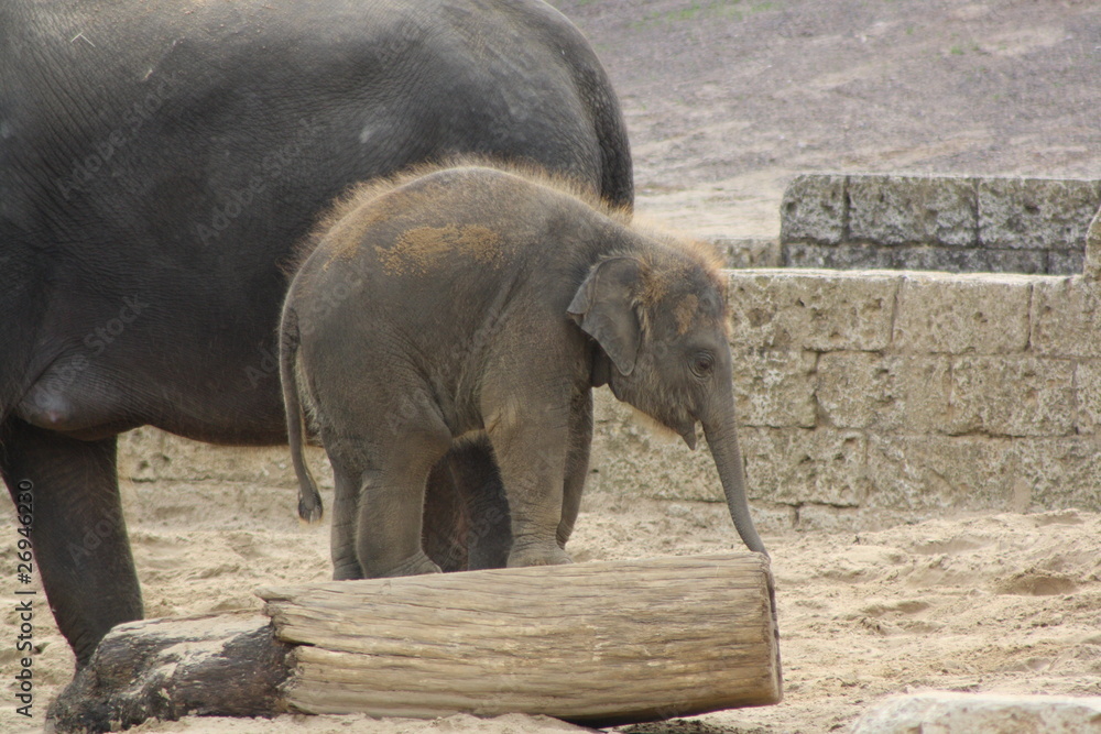 Fototapeta premium Ein Elefanten Junges