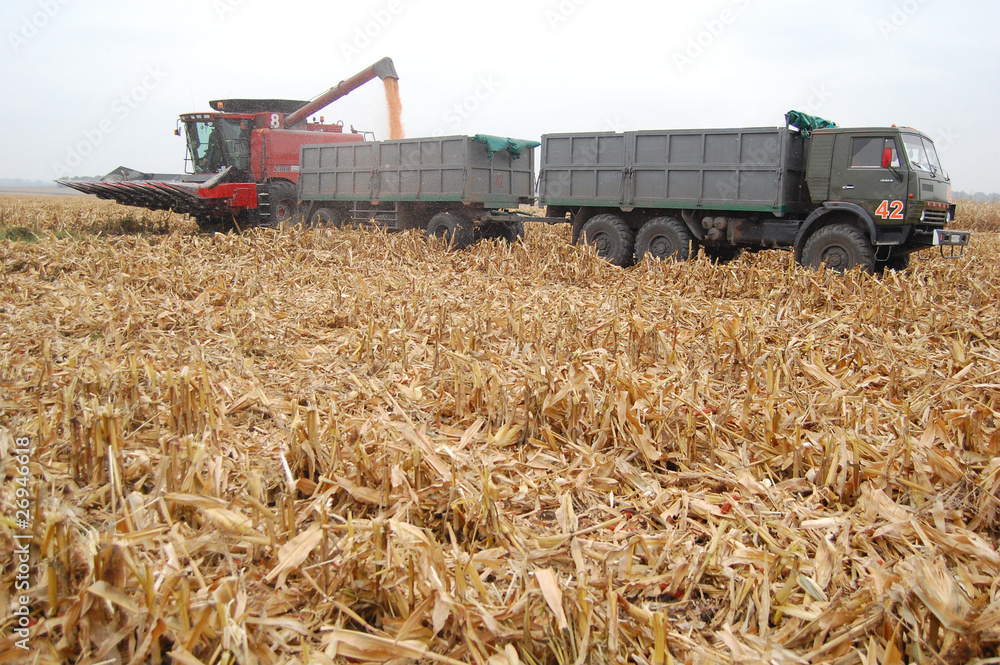 Fototapeta premium Harvesting corn