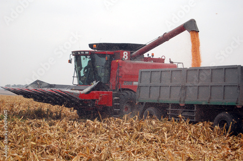 Harvesting corn photo