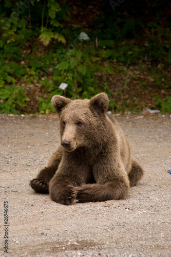 Wild Bear In The Forest