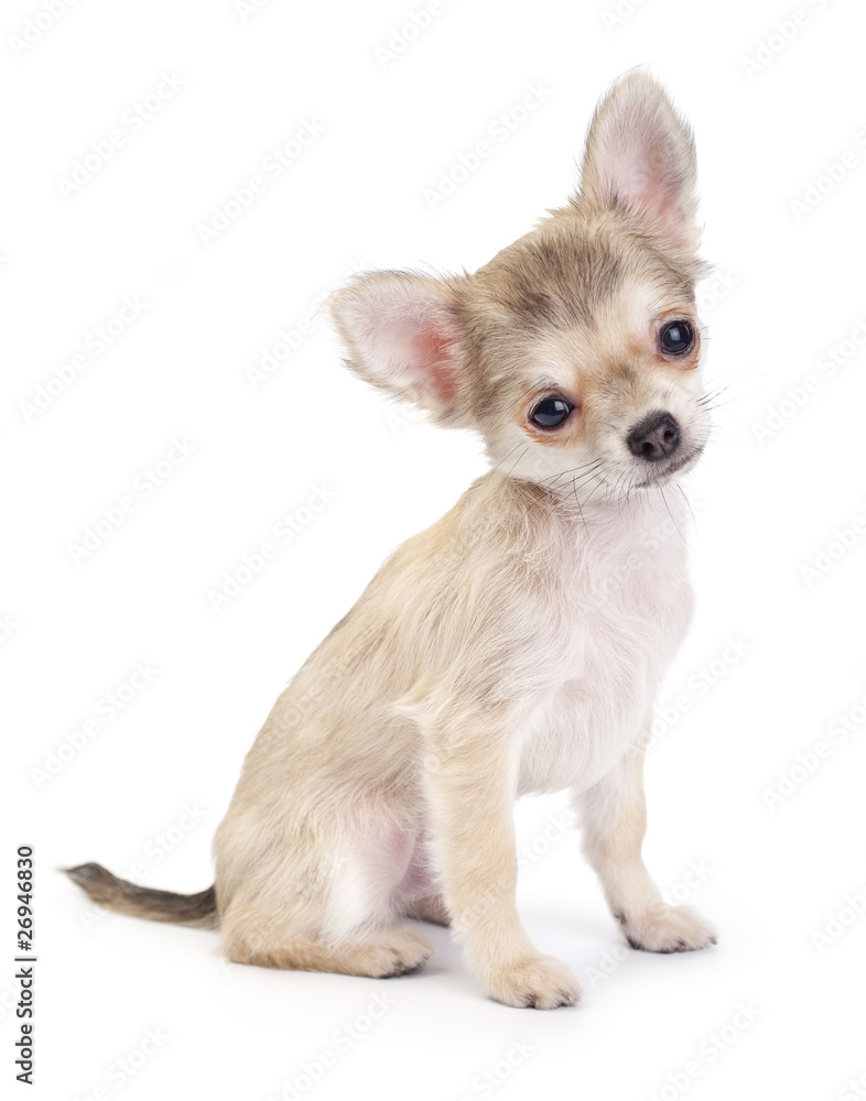 cute chihuahua puppy sitting on white isolated