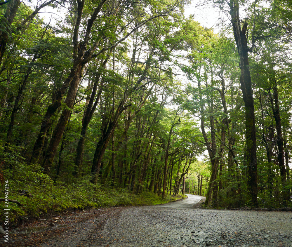 Fototapeta premium Rainforest road