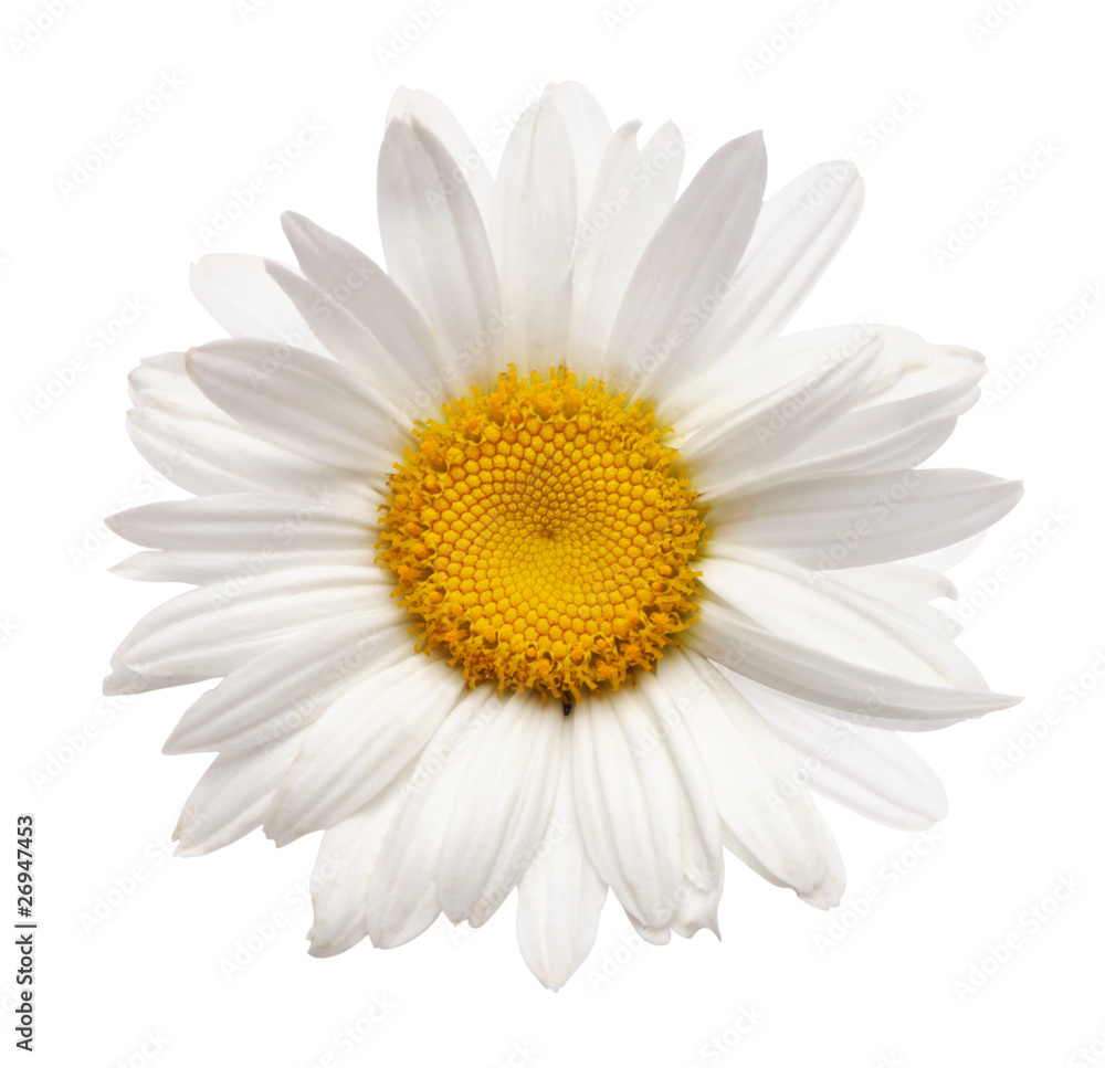 chamomile flower isolated with clipping path chamomile flower isolated with clipping path