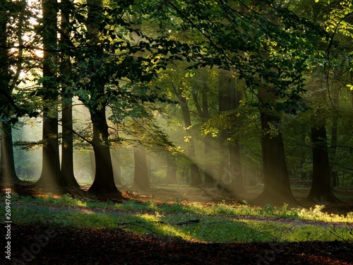 Wallpaper Mural beech forest with fog and warm sunshine in autumn, fall Torontodigital.ca