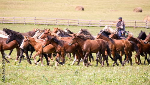 A herd of young horses