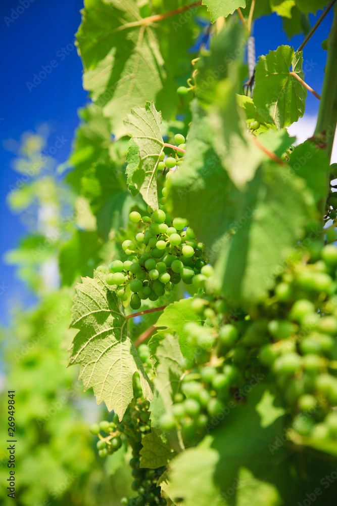Vineyard rows Vineyard rows