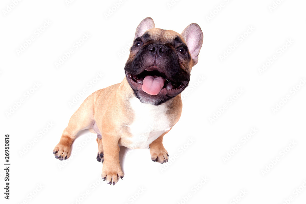 Little french bulldog puppy