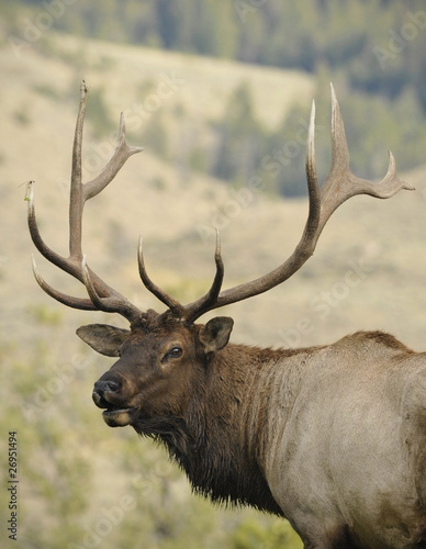 Soaked Bull Elk