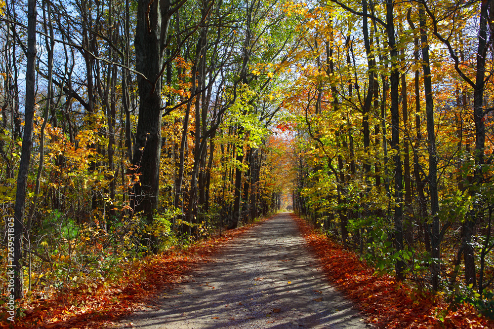 Autumn Scenery