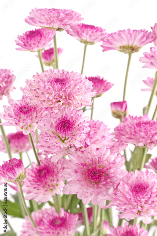 Pink chrysanthemums closeup Pink chrysanthemums closeup