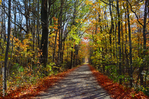 Autumn Scenery