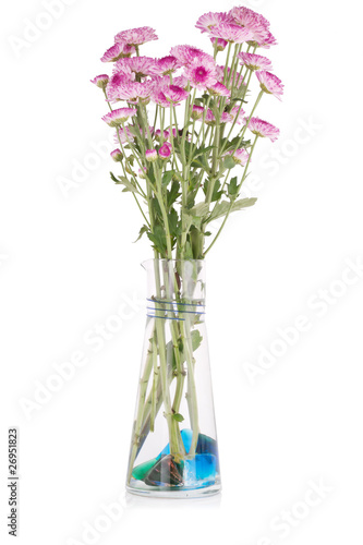 Pink chrysanthemums in a vase.