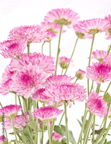 Pink chrysanthemums closeup