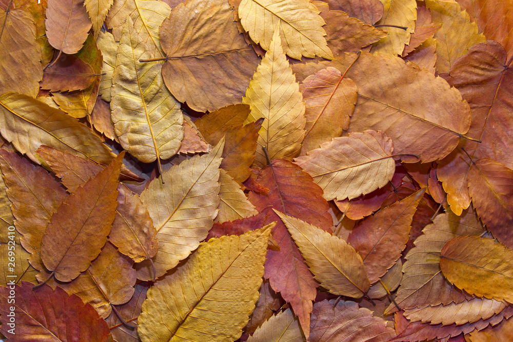 American Beech Tree Leaves Background American Beech Tree Leaves Background