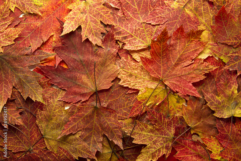 Red Autumn Maple Leaves Background