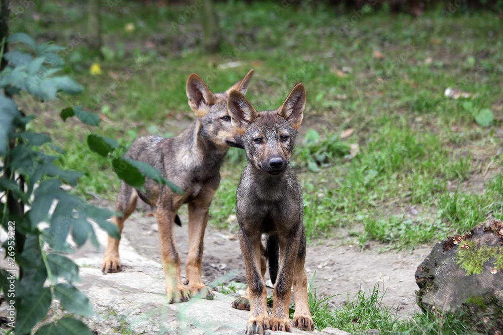 Fototapeta premium iberian wolf pups
