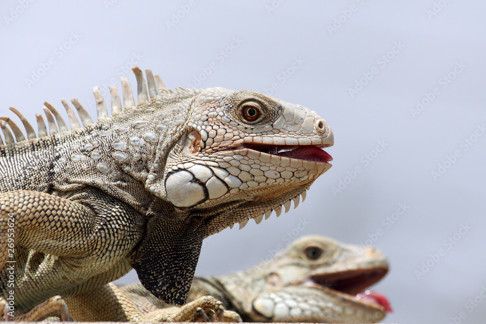 Leguan pair