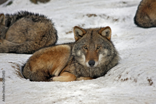 Wolves in the snow