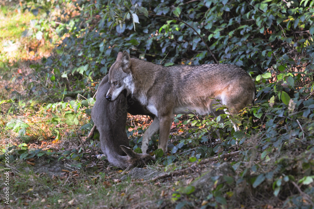 Fototapeta premium Wolf mit Reh