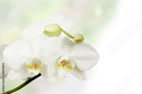 Fototapeta Naklejka Na Ścianę i Meble -  White Orchid